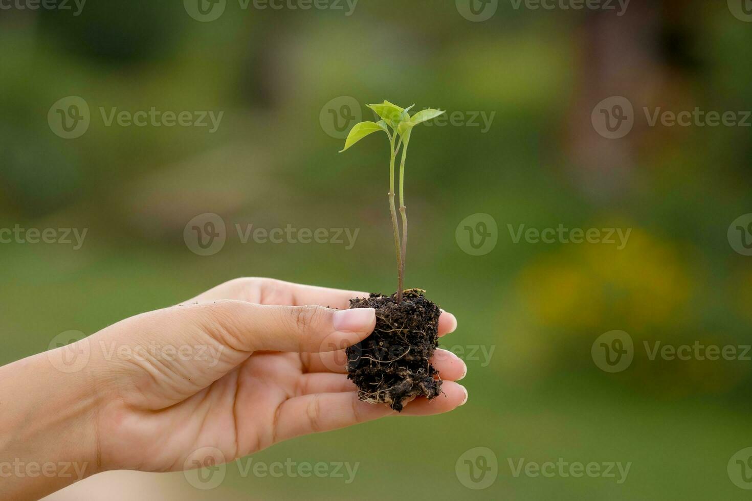 Les agriculteurs mains sont plantation semis dans le sol. photo