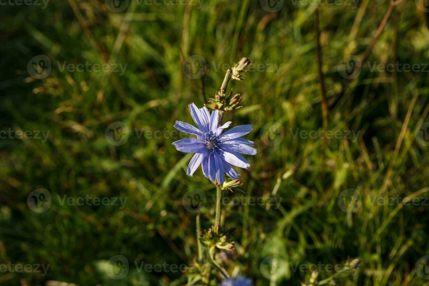 commun chicorée ou cichorium intybus photo