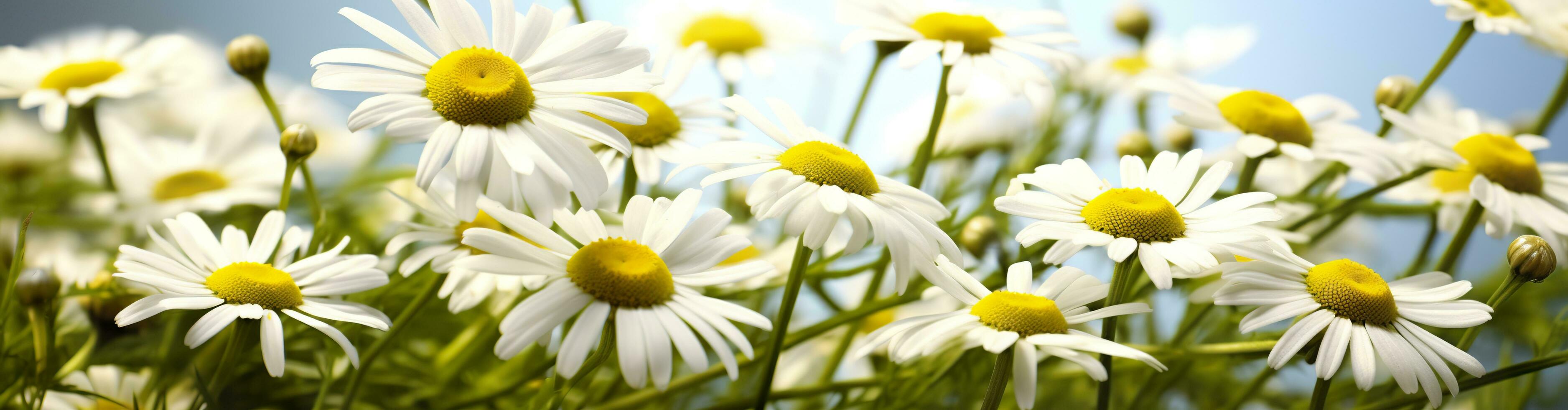 camomille fleur pour une bannière. génératif ai photo