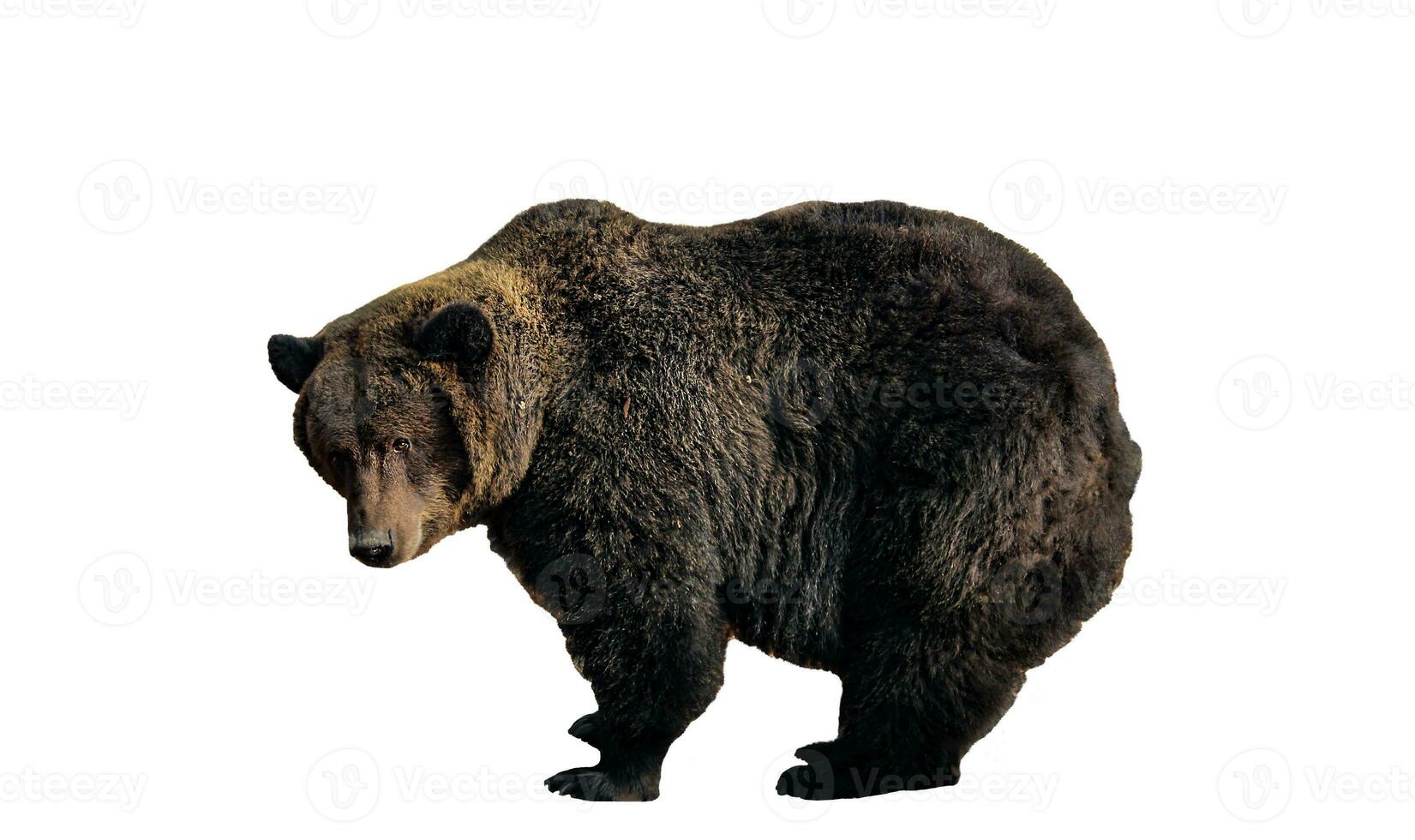 grand marron ours isolé sur blanc Contexte Ursus arctos. grisonnant ours ensemble pour conception photo