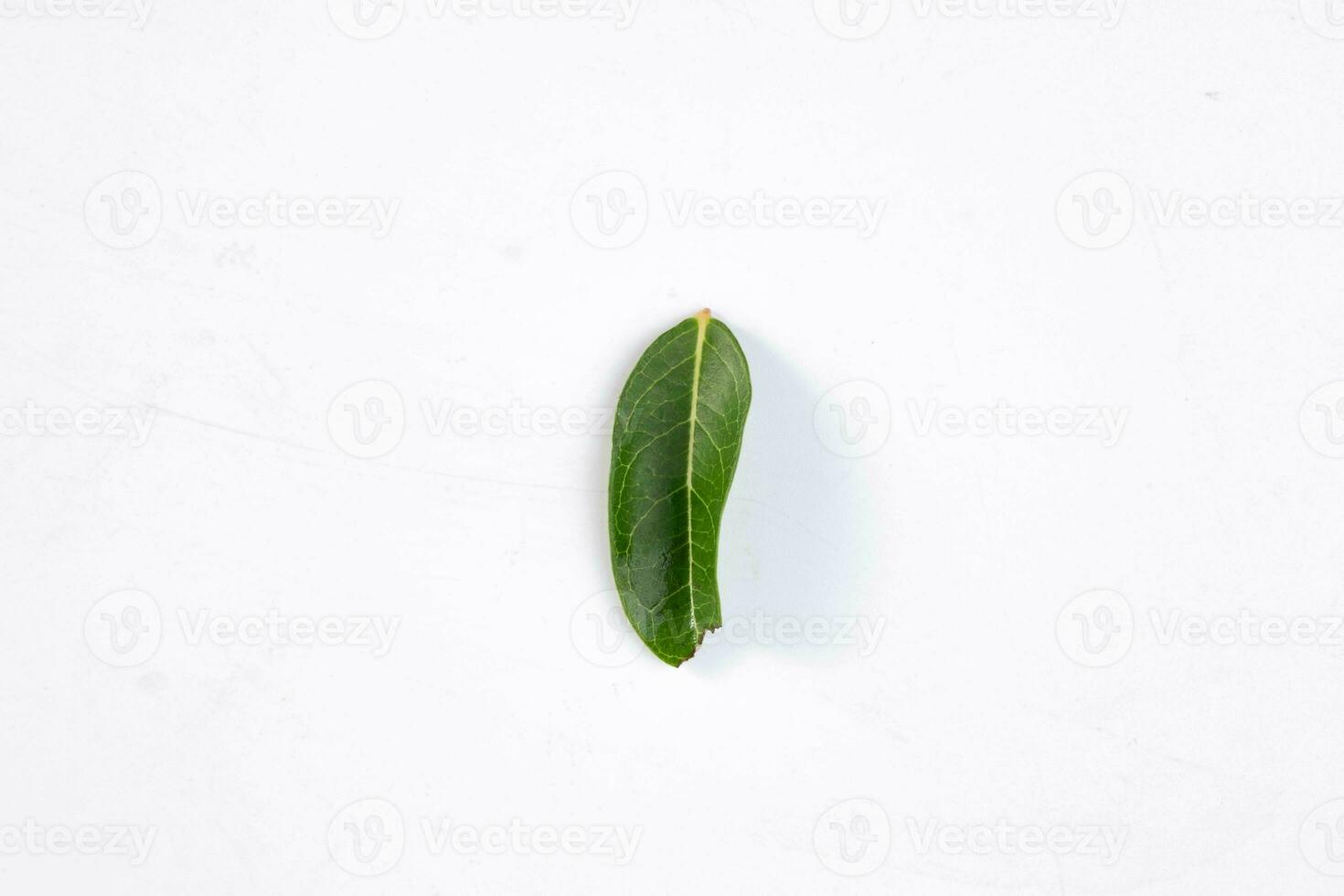 un vert feuille de une tropical arbre isolé sur blanc Contexte. photo