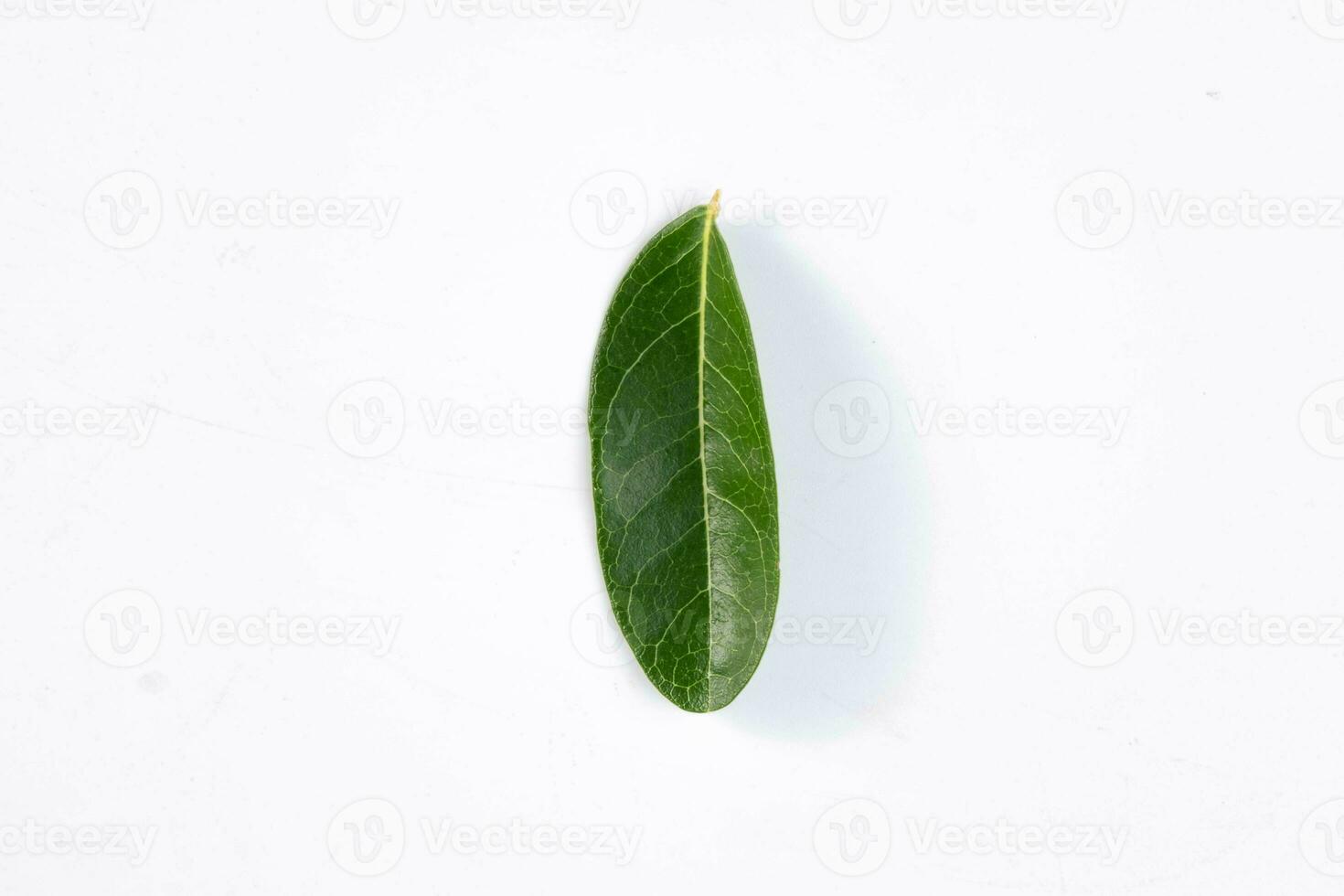 un vert feuille de une tropical arbre isolé sur blanc Contexte. photo