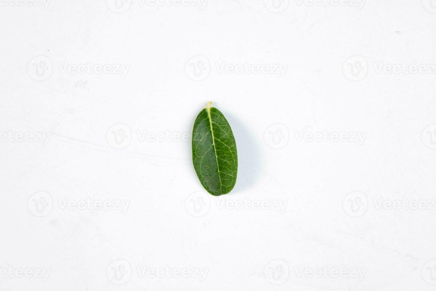 un vert feuille de une tropical arbre isolé sur blanc Contexte. photo