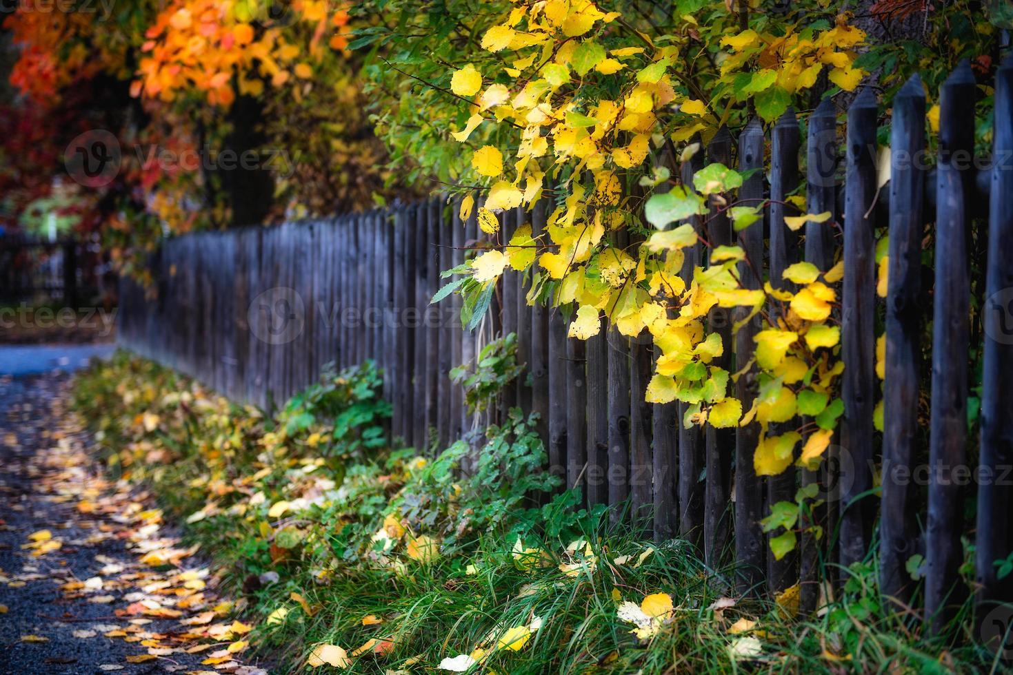 automne sur les alpes suisses photo