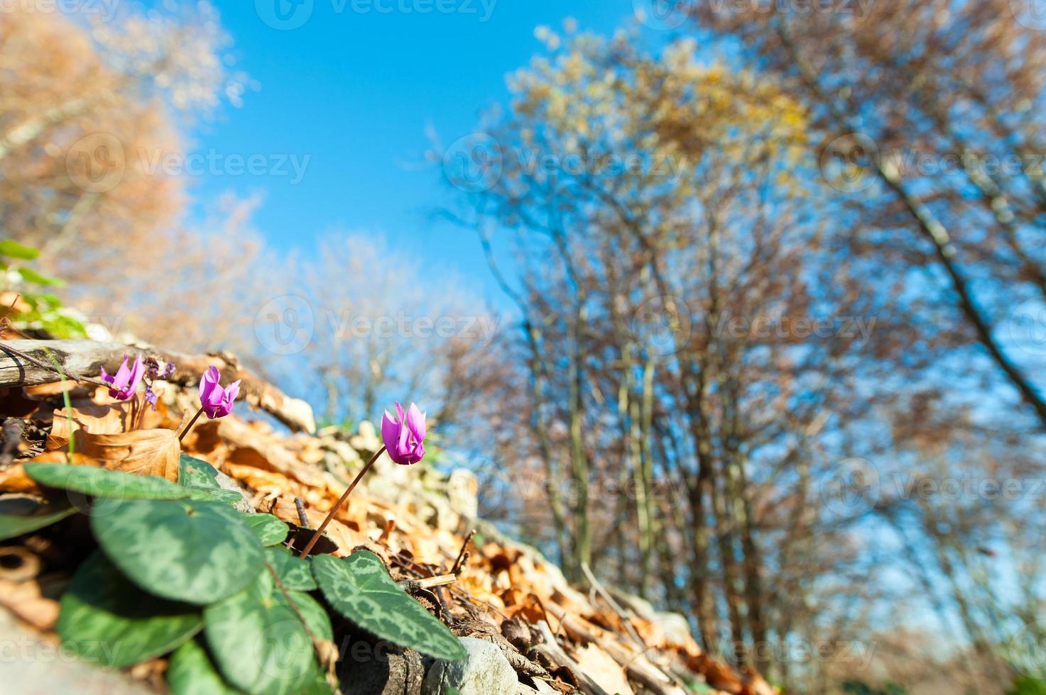 cyclamen dans la forêt photo