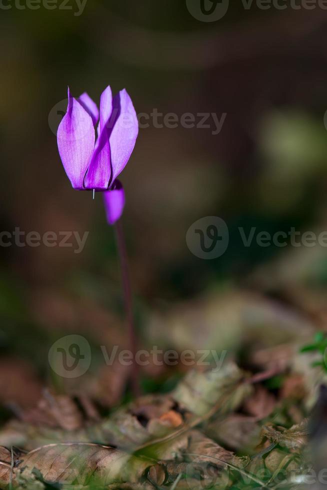 cyclamen cyclamen dans la forêt d'automne photo