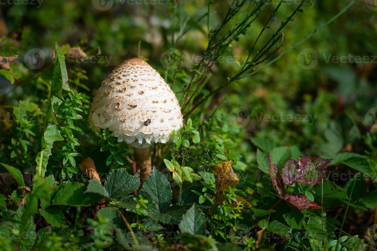 champignon macrolepiota procera photo