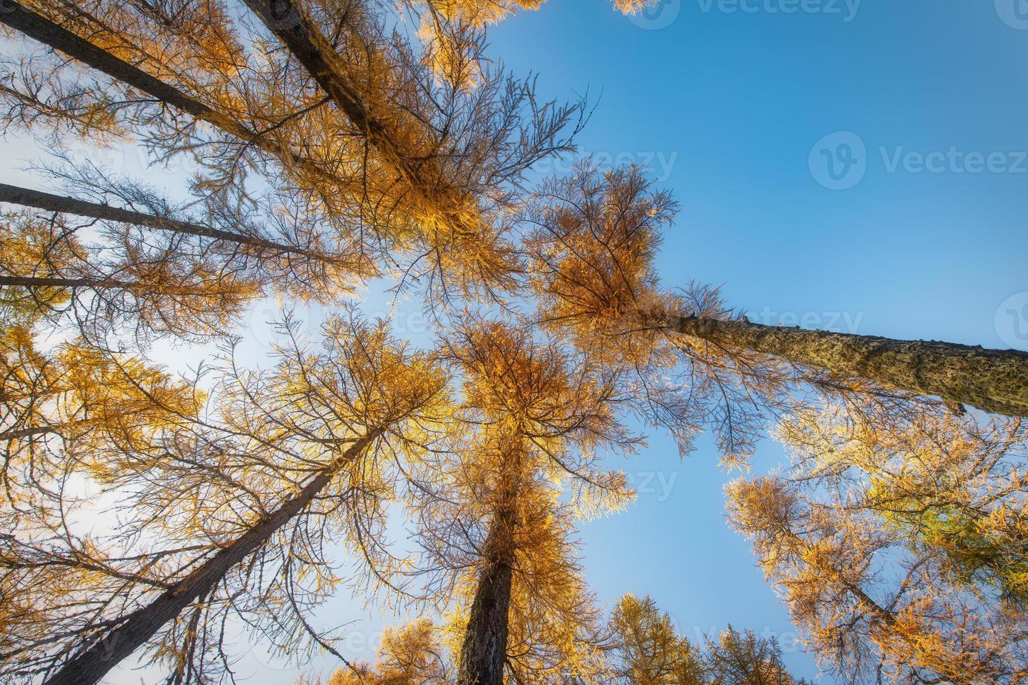 haut mélèze d'automne vers le ciel pris d'en bas par un forseta photo