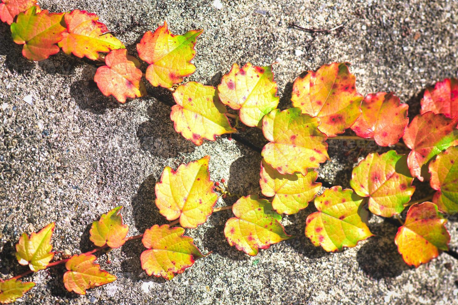 petites feuilles de lierre jaune et rouge sur le mur photo