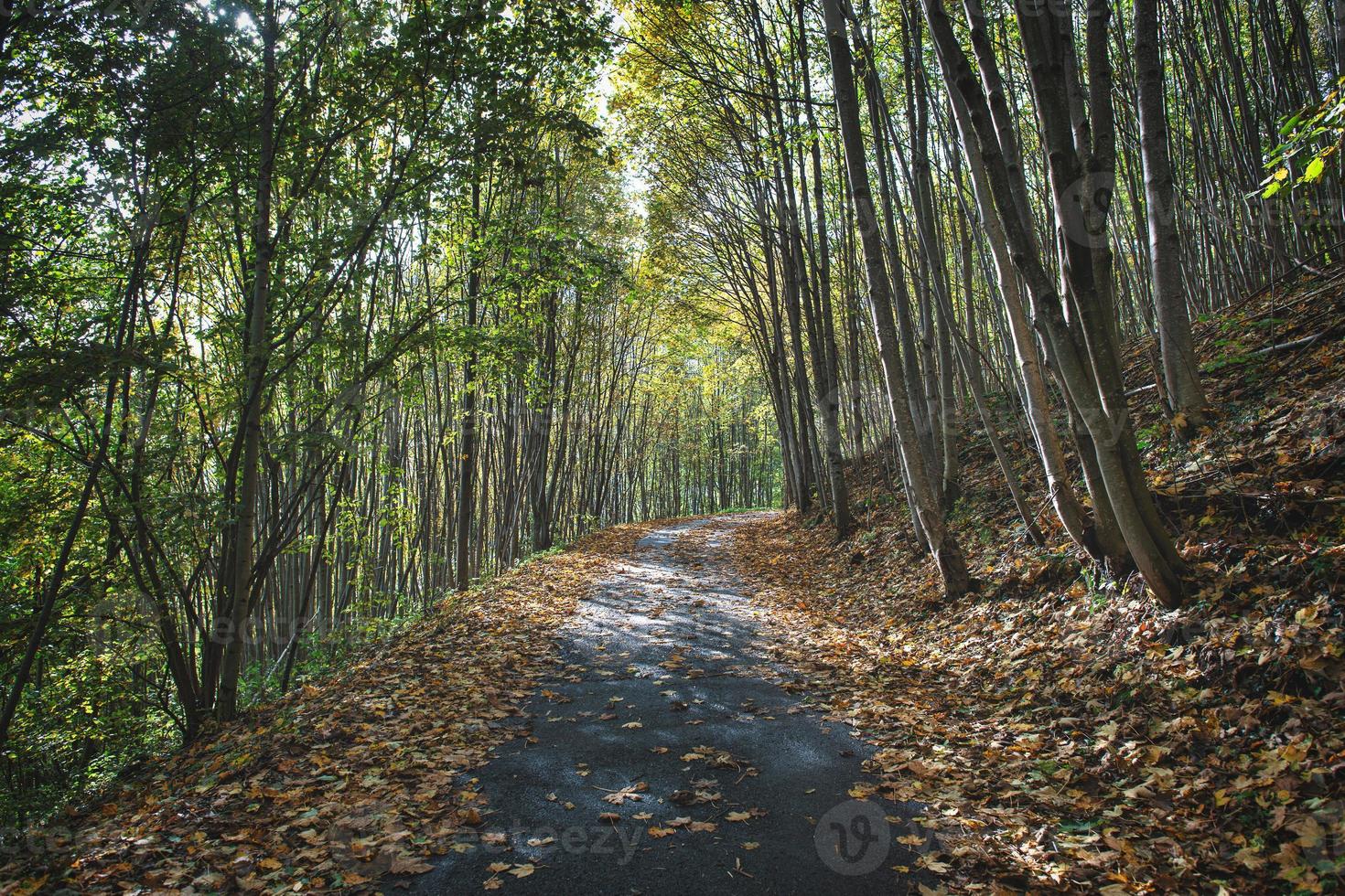 petite route de montagne en automne avec des feuilles tombées des plantes photo