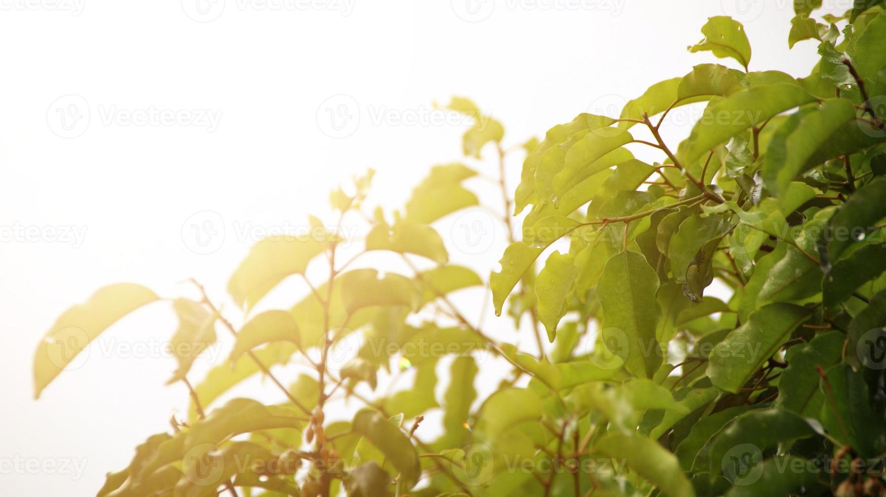 les feuilles des arbres sont mouillées après avoir été exposées à la pluie le matin photo