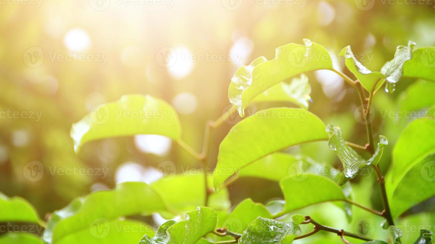 les feuilles des arbres sont mouillées après avoir été exposées à la pluie le matin photo