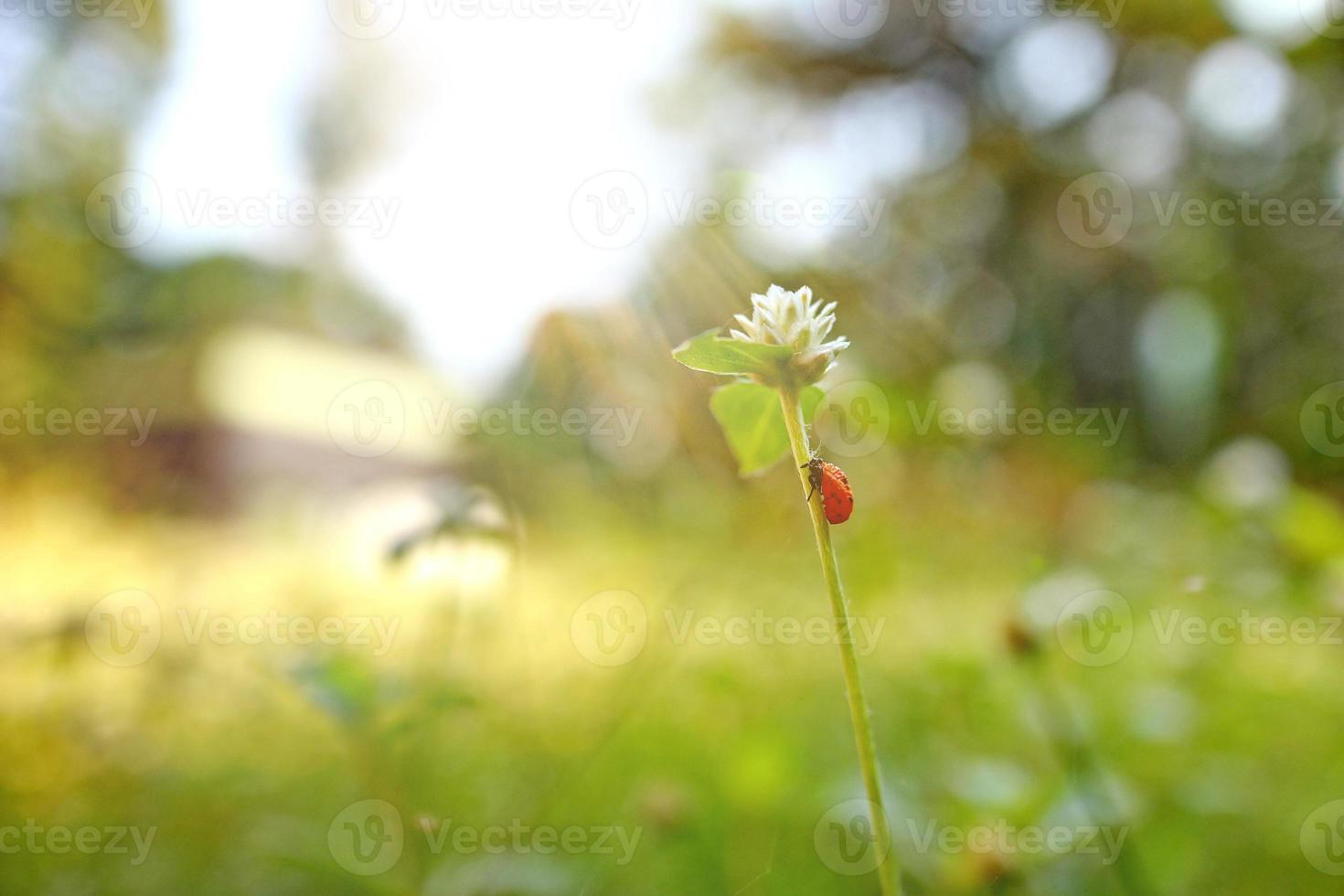 beau fond de nature avec l'herbe fraîche du matin et la coccinelle. photo