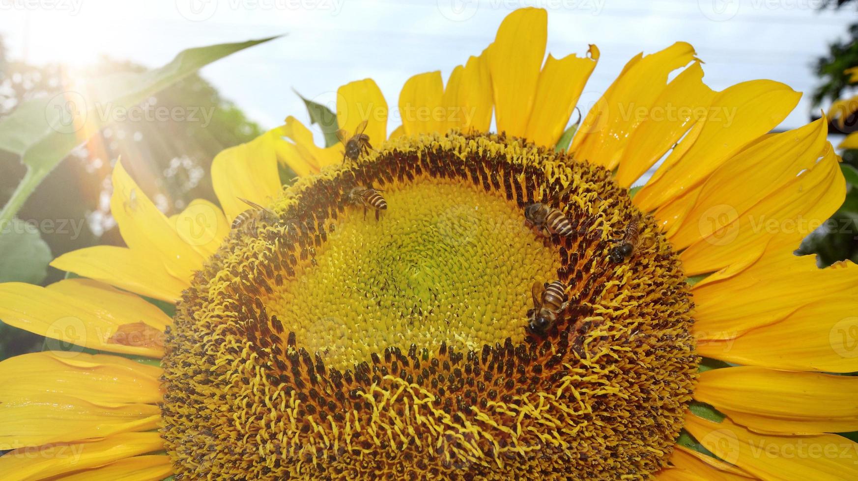 tournesol, exposé à la lumière éblouissante du matin photo