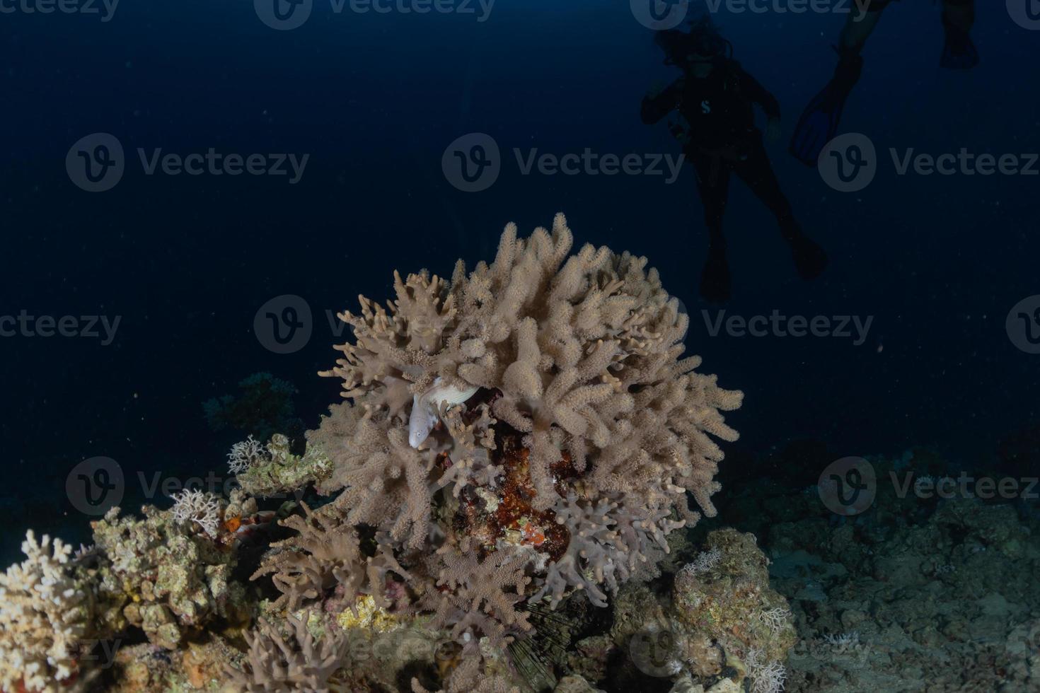 récif de corail et plantes aquatiques dans la mer rouge, eilat israël photo