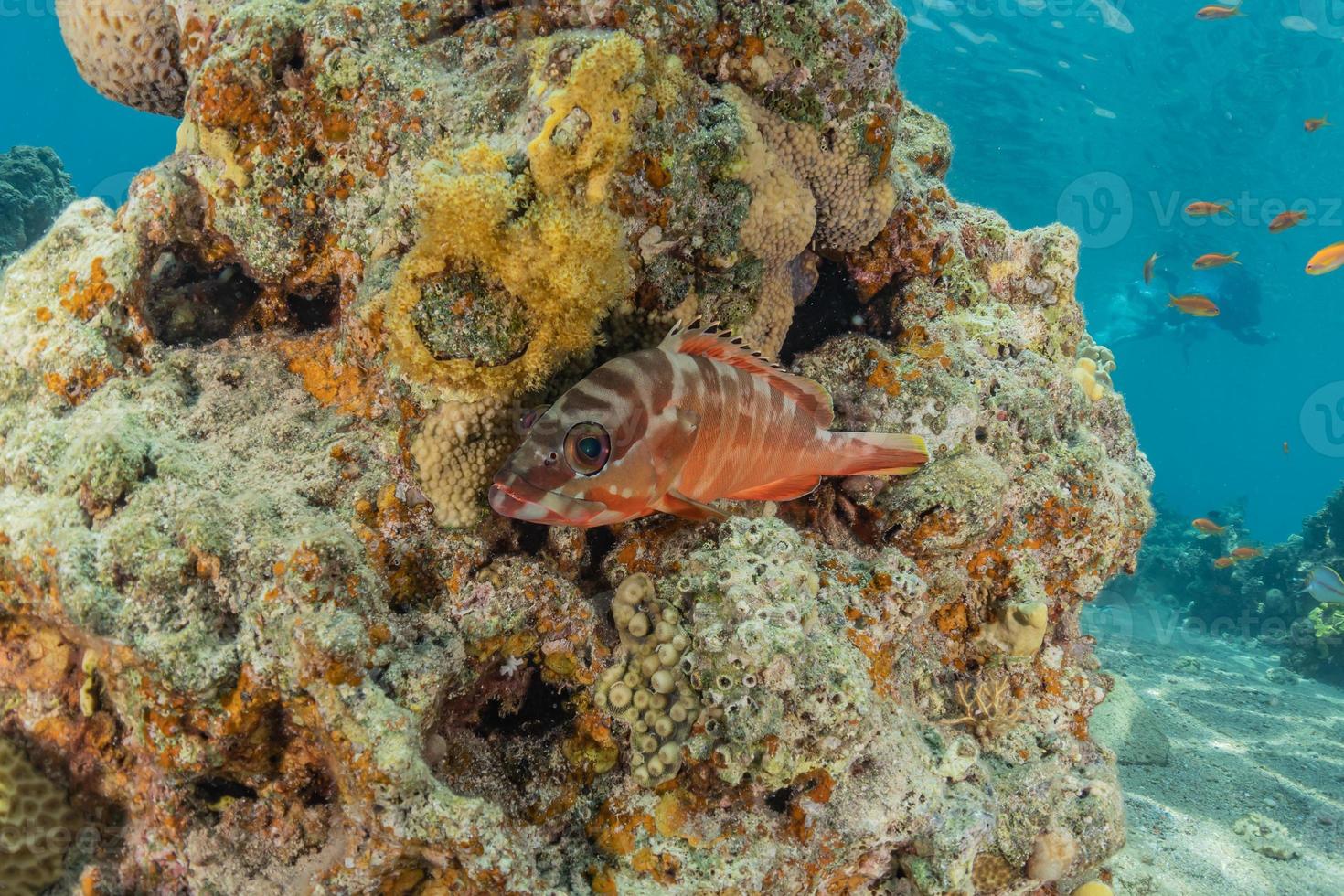 récif de corail et plantes aquatiques dans la mer rouge, eilat israël photo