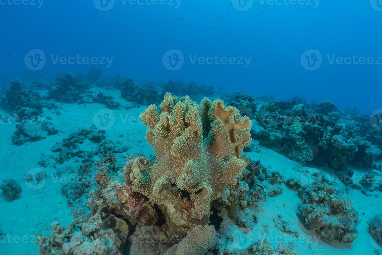 récif de corail et plantes aquatiques dans la mer rouge, eilat israël photo