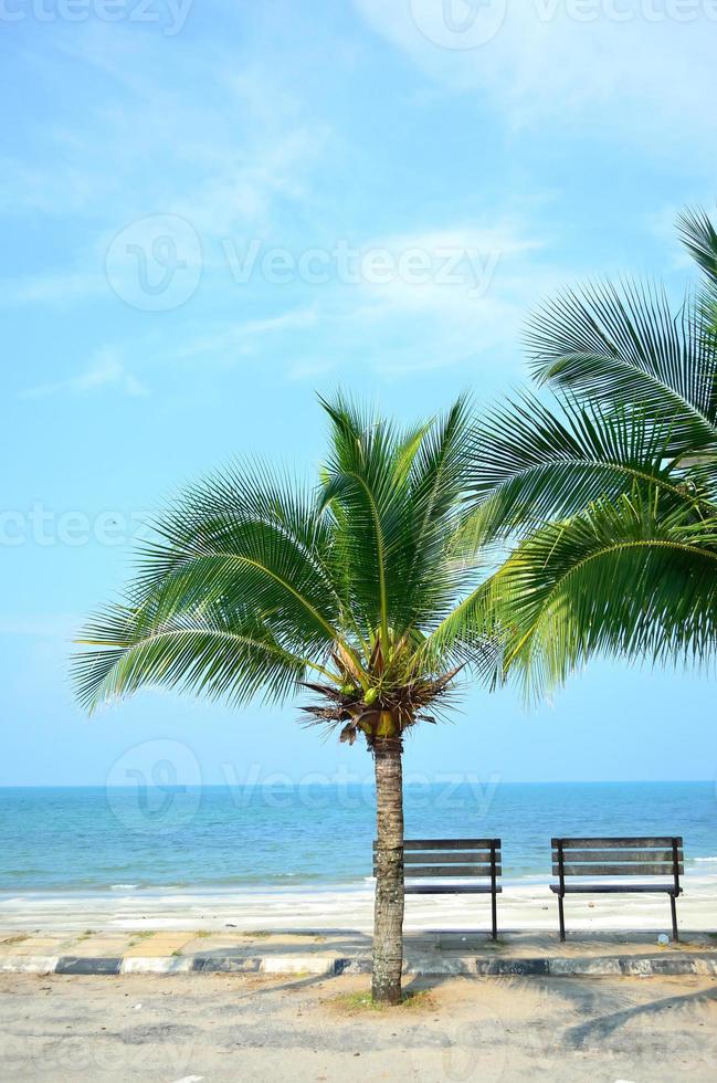 banc près de la plage avec cocotier vert photo