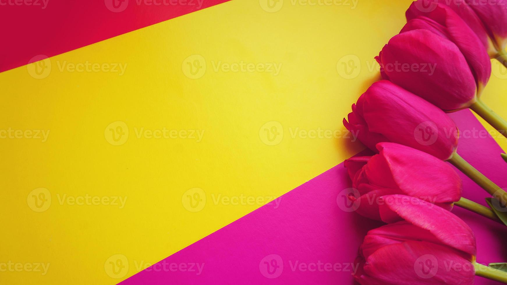 tulipes colorées roses sur un fond coloré avec espace de copie photo