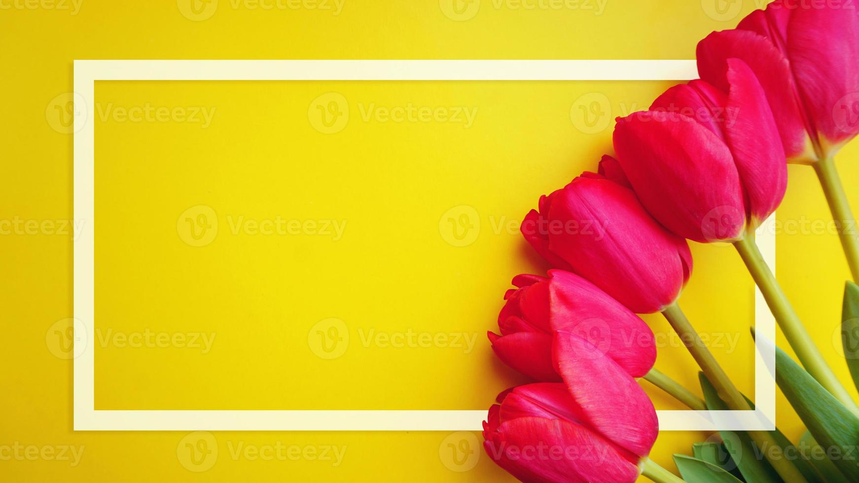 carte de cadre de fleurs de tulipes. tulipes roses et cadre blanc photo