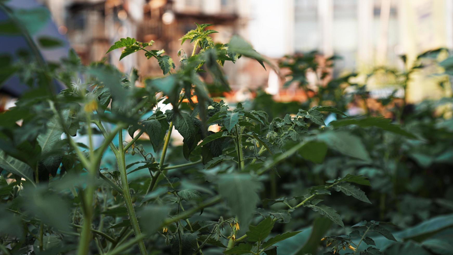 tomates vertes dans le potager. potager urbain photo