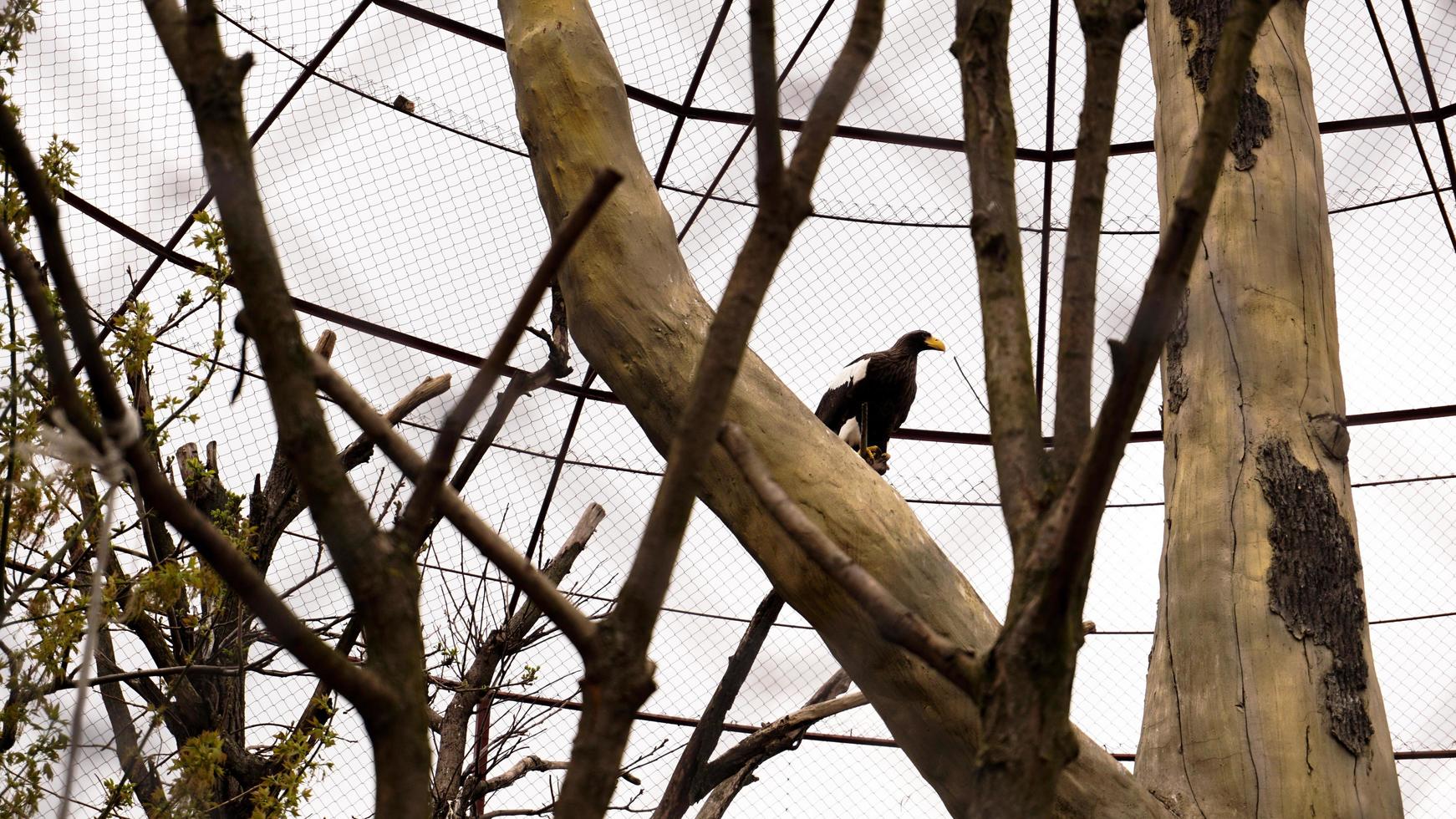 pygargue à queue blanche dans une cage de zoo. volière pour oiseaux avec arbres photo