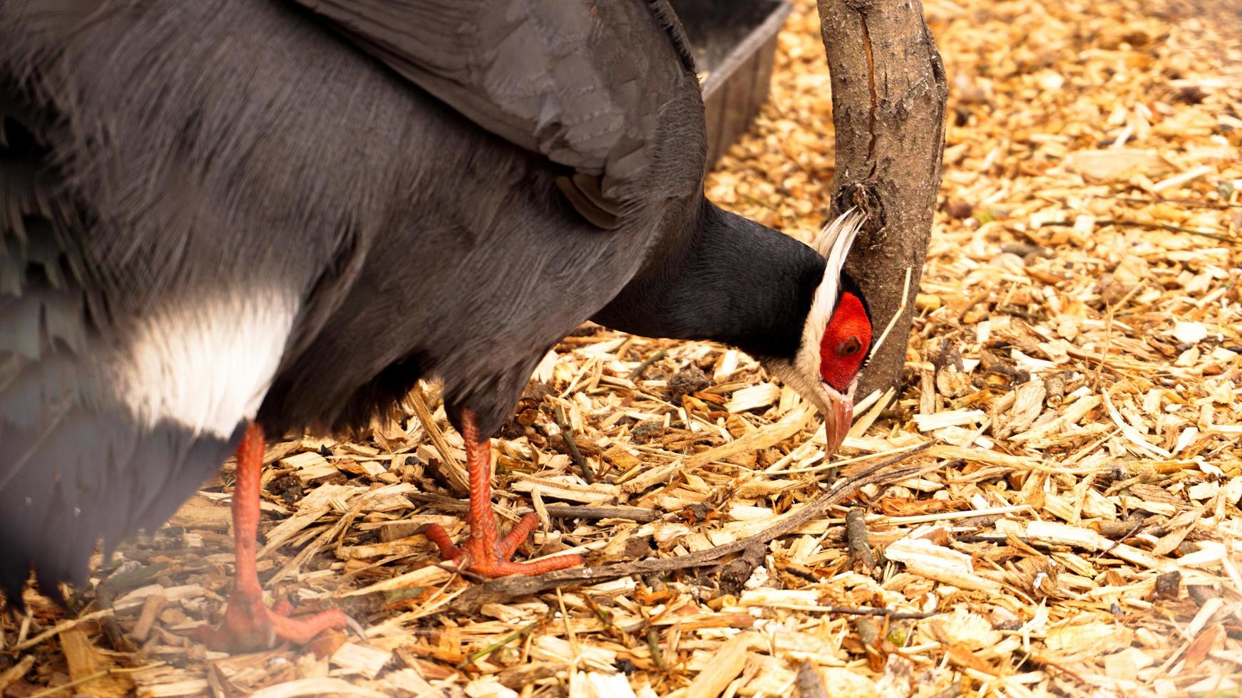 faisan à oreilles blanches dans une cage. oiseaux au zoo ou à la ferme photo