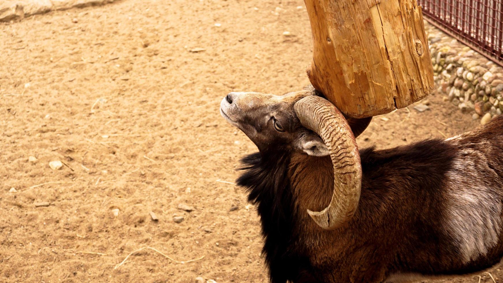 le mouflon gratte ses cornes contre un poteau de bois. photo