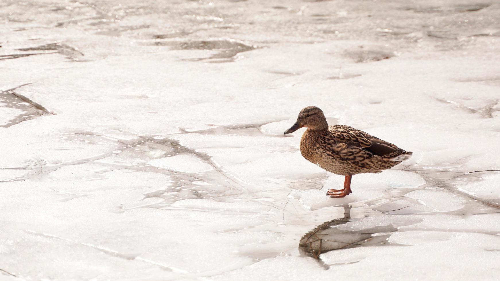 les canards marchent sur la fonte des glaces. la glace gelée photo