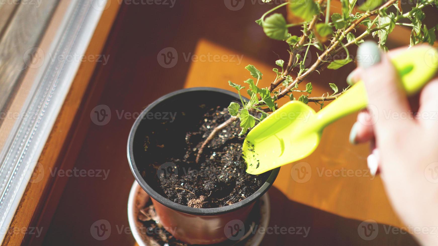 planter un jardin de fleurs. plantes en pot sur le rebord de la fenêtre photo