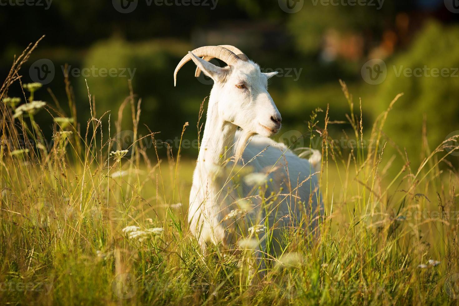 chèvre à cornes blanches a pâturé sur un pré vert photo