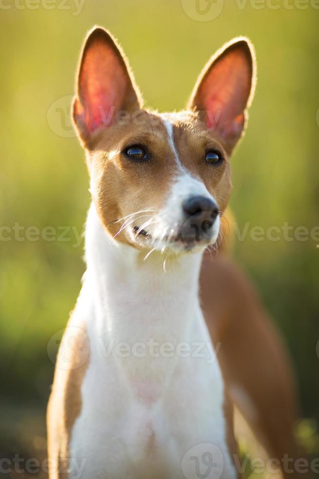 petit chien de chasse race basenji photo