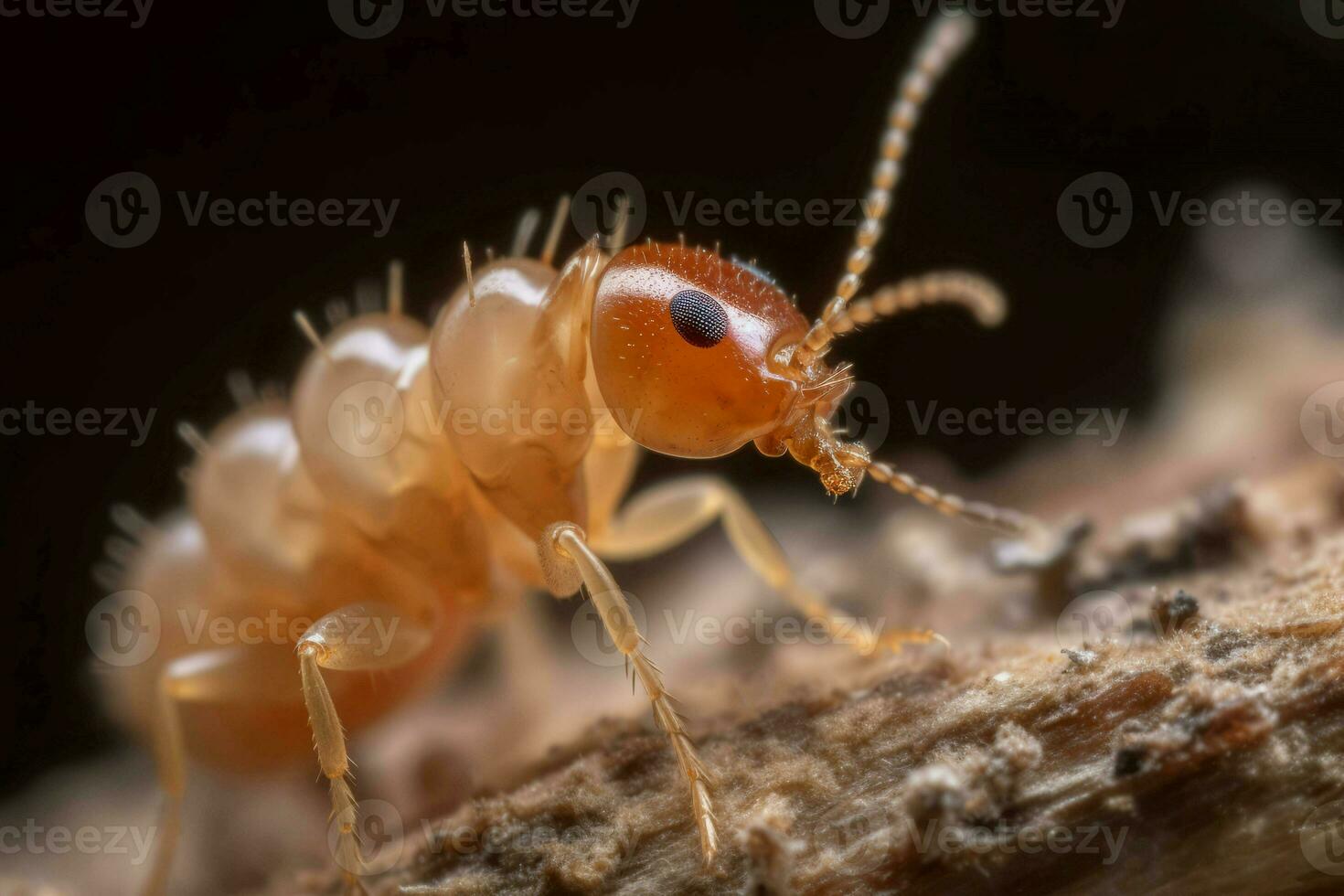 macro fermer termite famille carie. produire ai photo