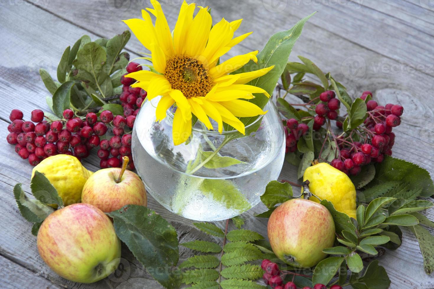 tournesol, branche de rowan avec baies et feuilles, pommes photo