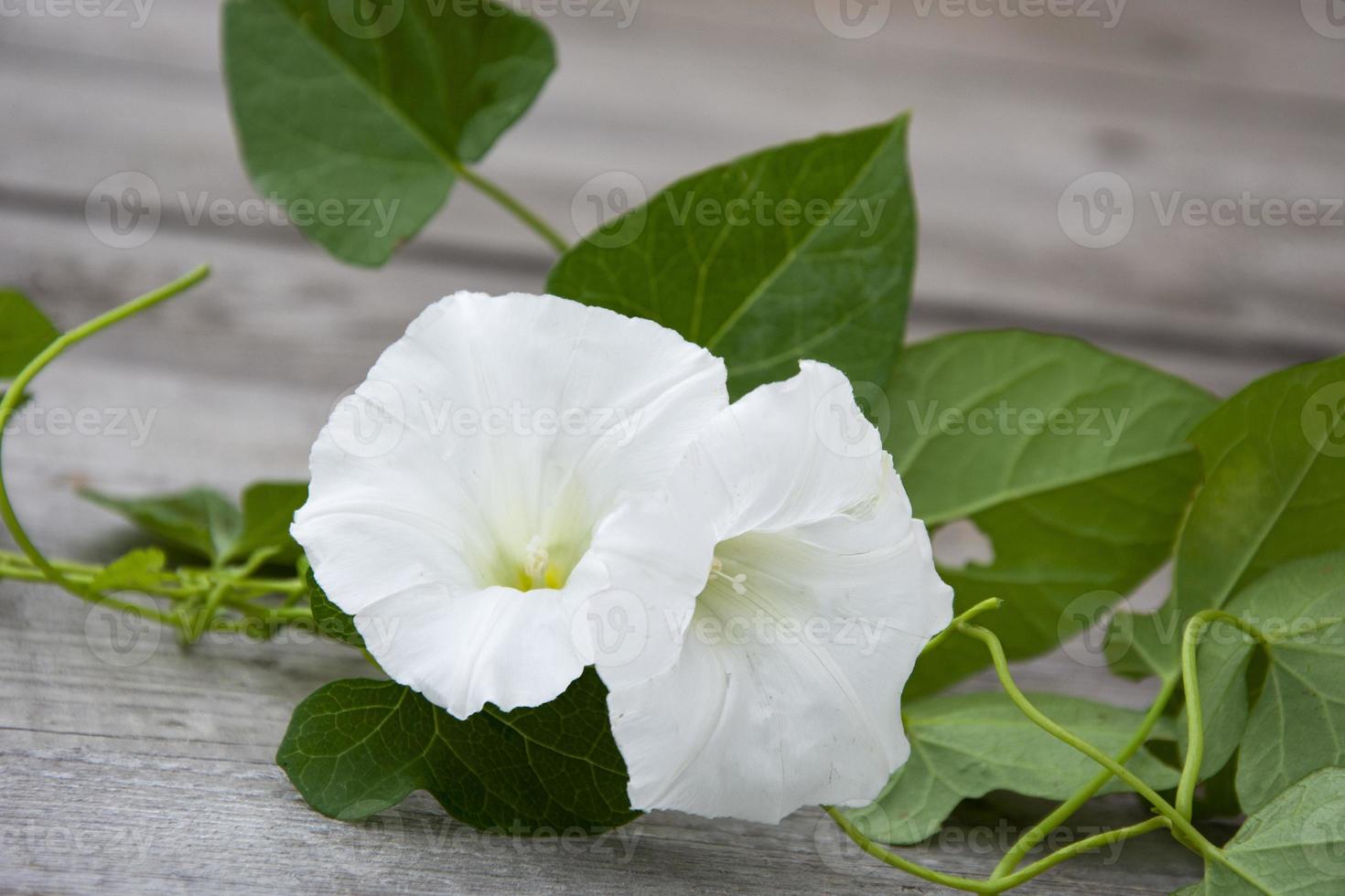 loche avec des fleurs blanches sur un fond en bois. fond floral. photo