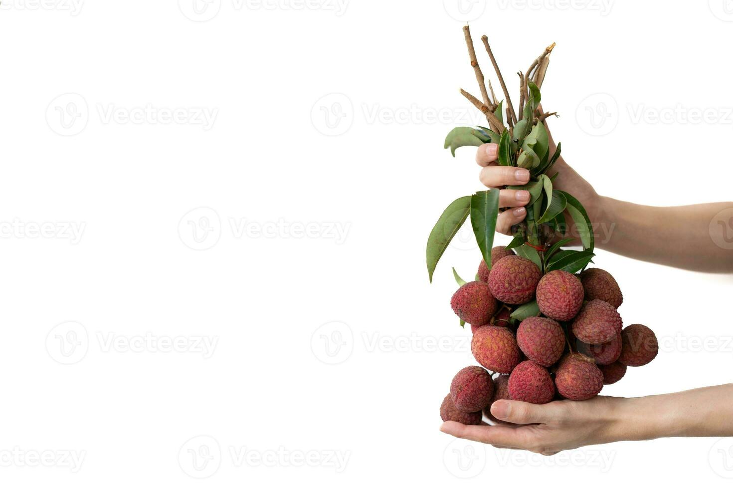 main en portant une bouquet de litchis sur blanc isoler Contexte. photo