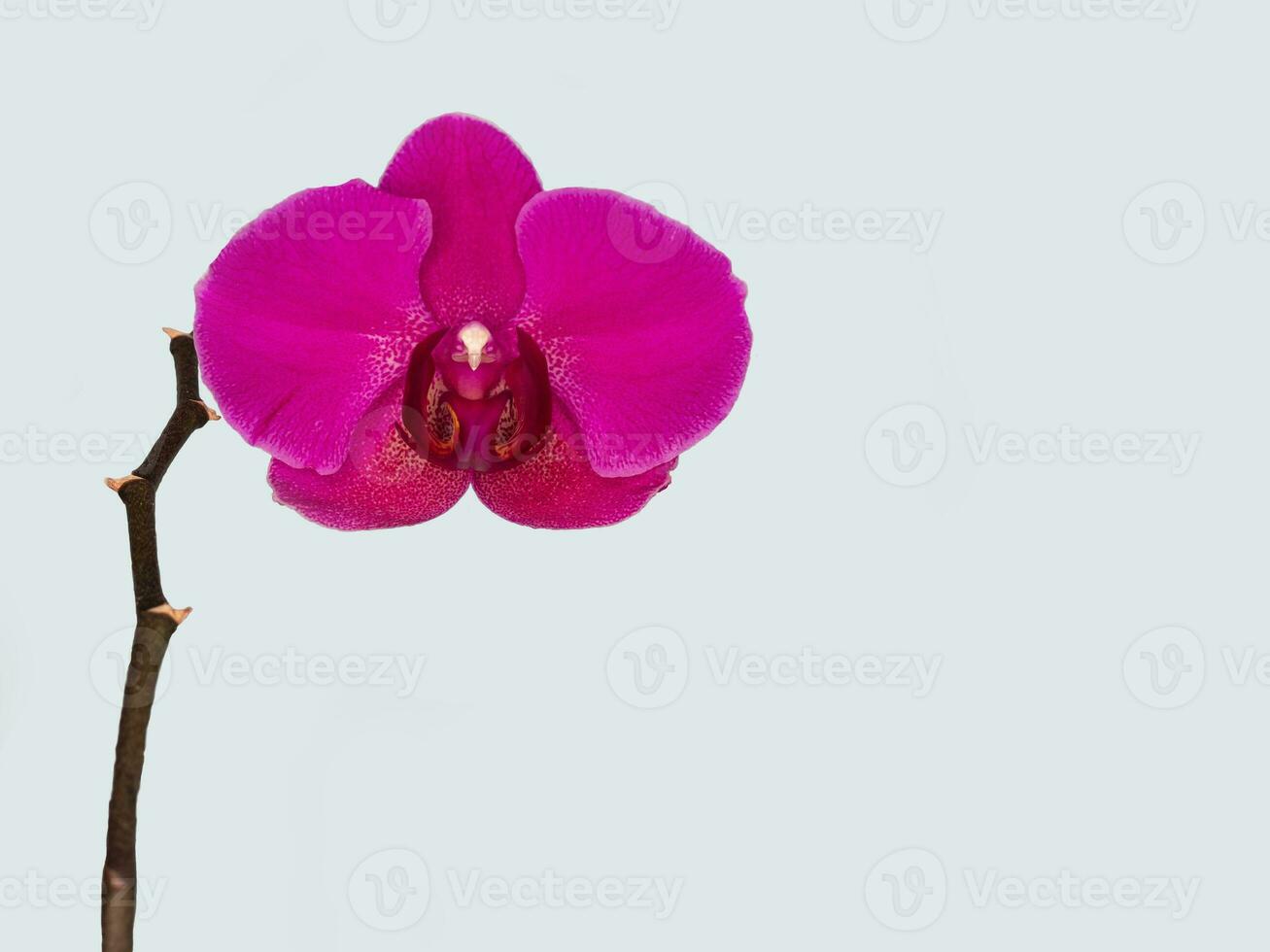 phalaenopsis stellenbosch Célibataire violet fleur sur une gris Contexte. copie espace. tropical fleur, branche de orchidée proche en haut. violet orchidée Contexte. vacances, aux femmes jour, fleur carte, beauté. photo