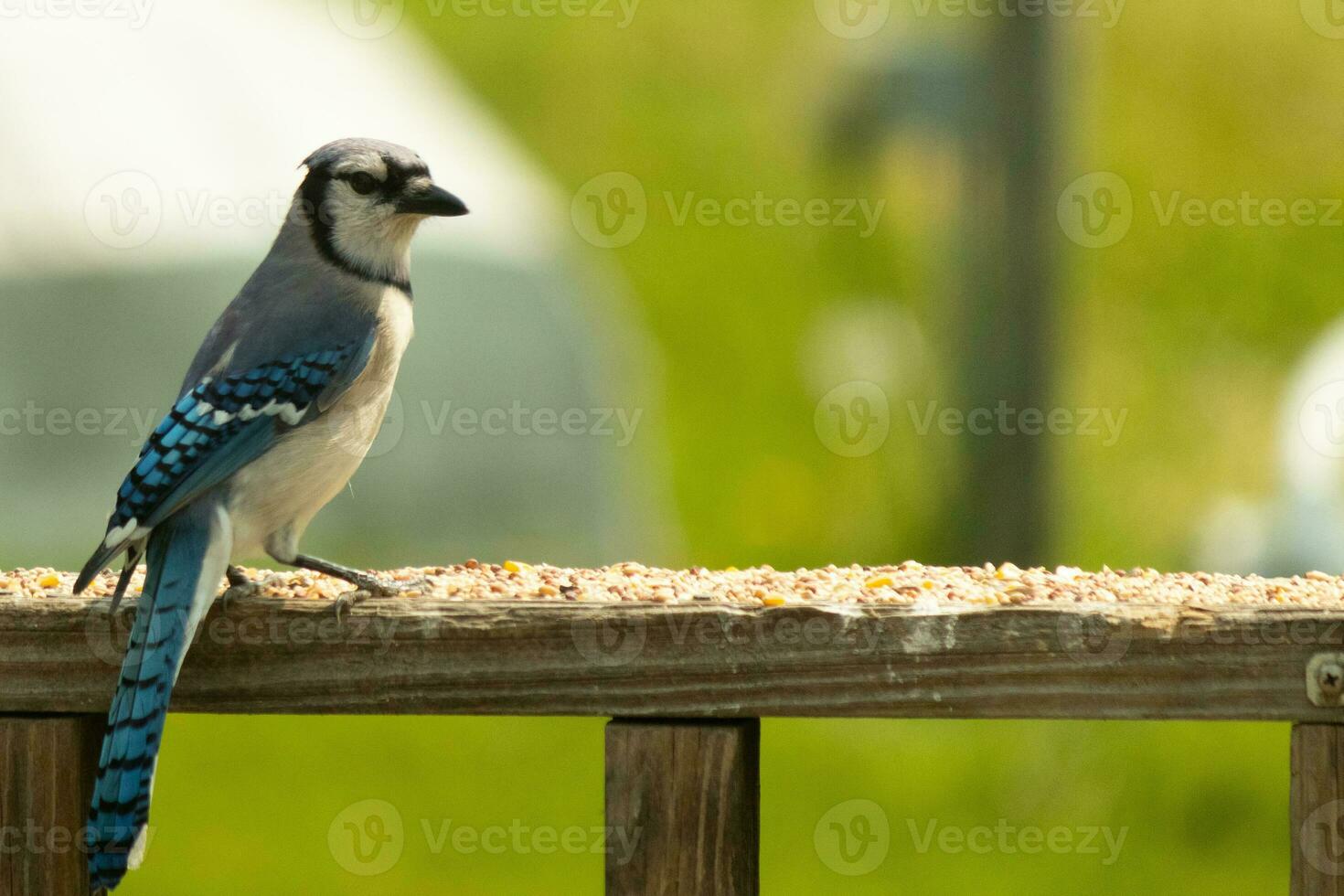cette bleu geai oiseau a été frappant une pose comme je a pris cette photo. il venu en dehors sur le en bois balustrade de le plate-forme pour certains graines pour oiseaux. je l'amour le couleurs de ces des oiseaux avec le bleu, noir, et blanche. photo