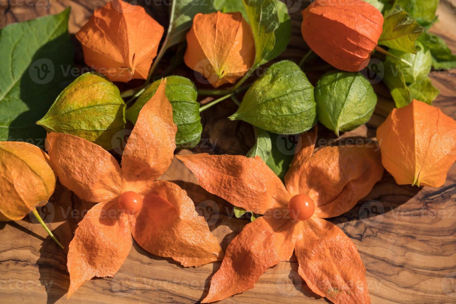 le fruit orange physalis peruviana photo