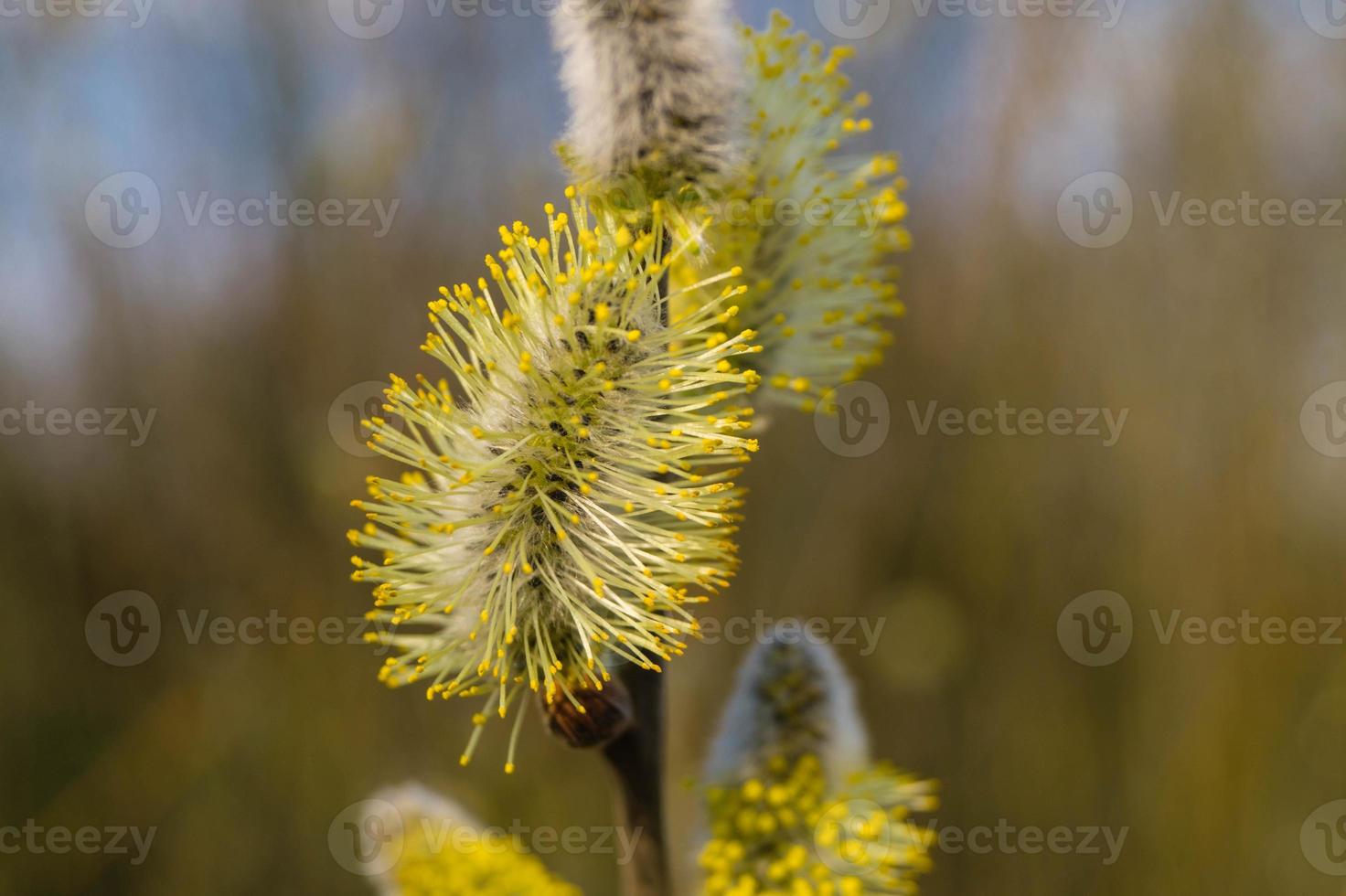 composants végétaux allergènes du bouleau et du saule photo