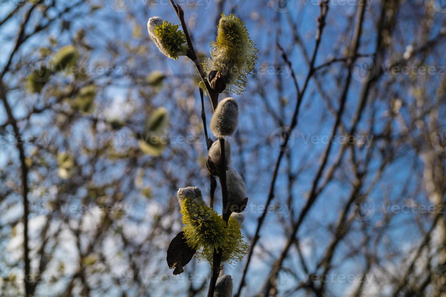 composants végétaux allergènes du bouleau et du saule photo