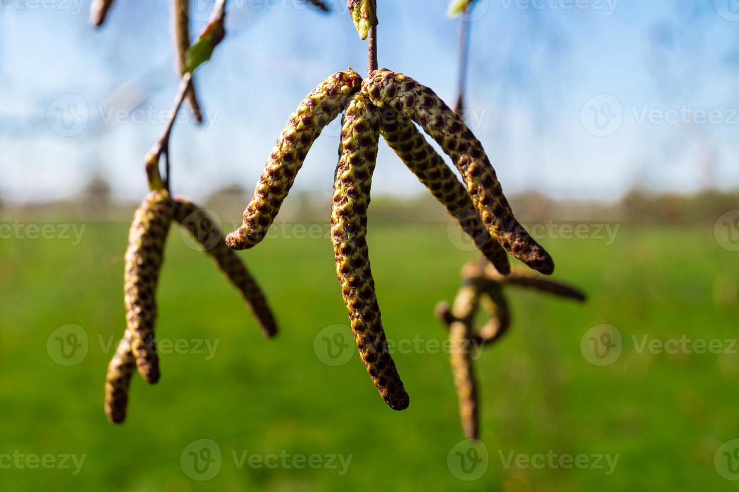 composants végétaux allergènes du bouleau et du saule photo