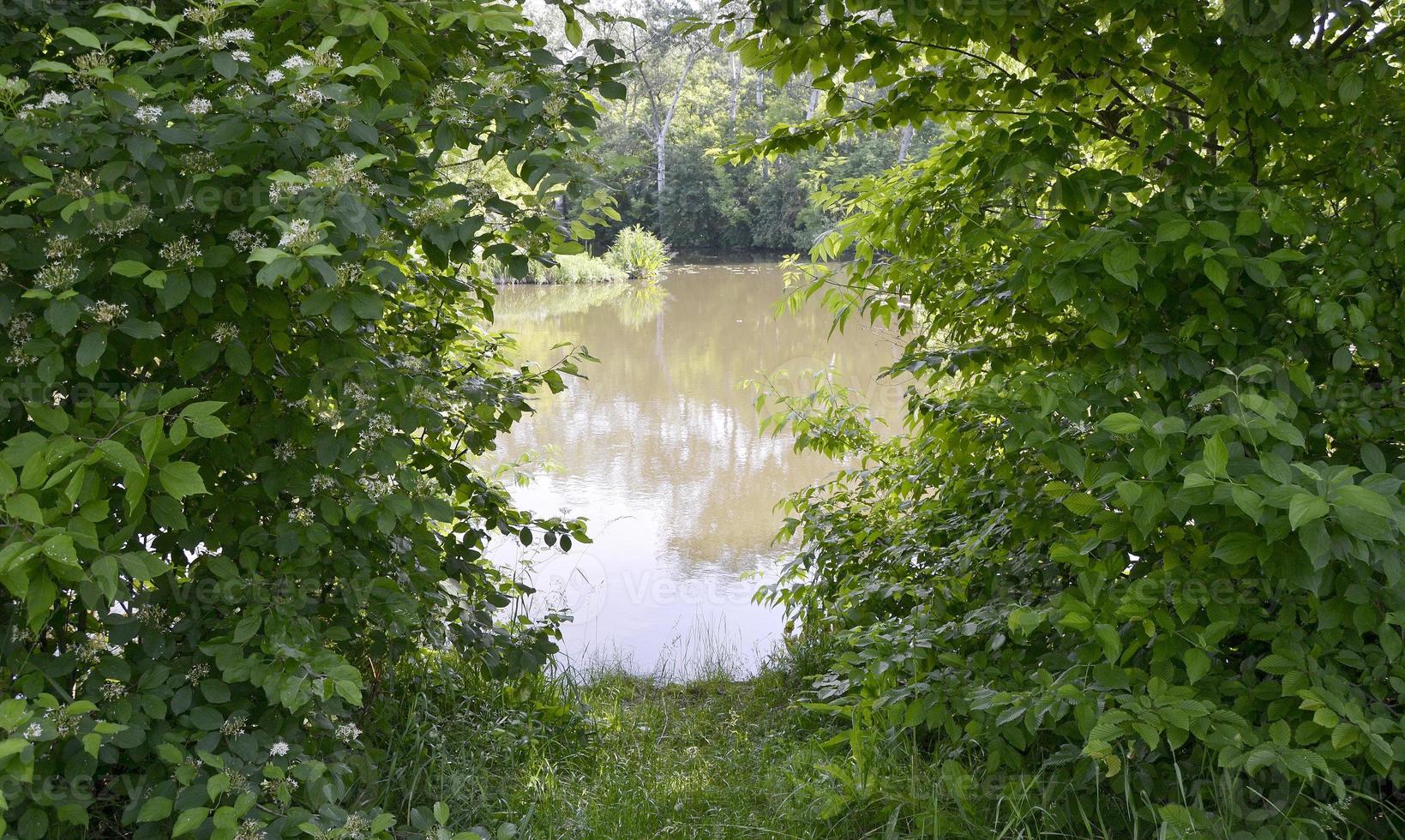 beau roseau de marais d'herbe poussant sur le réservoir à terre photo