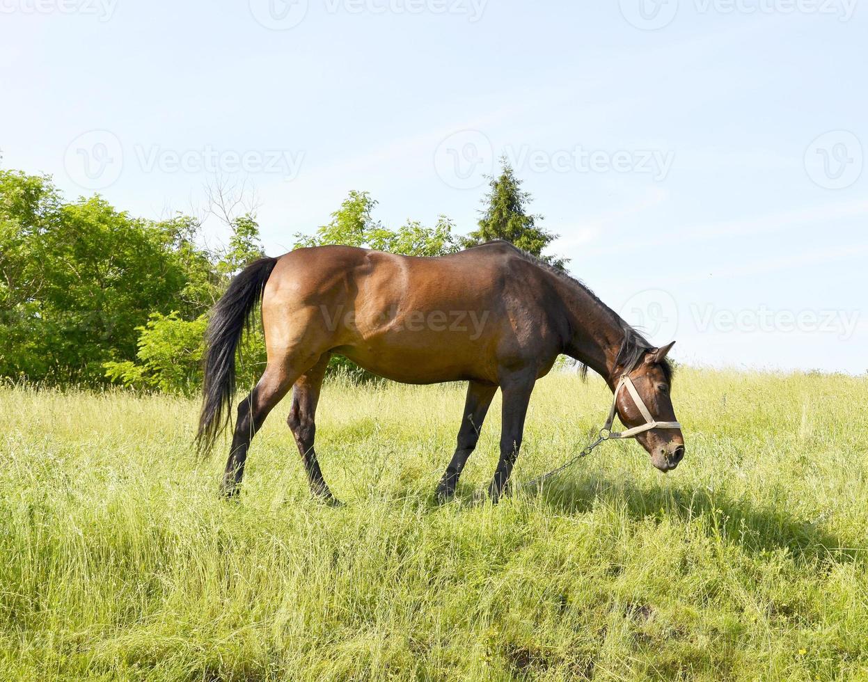 Bel étalon cheval brun sauvage sur la prairie de fleurs d'été photo