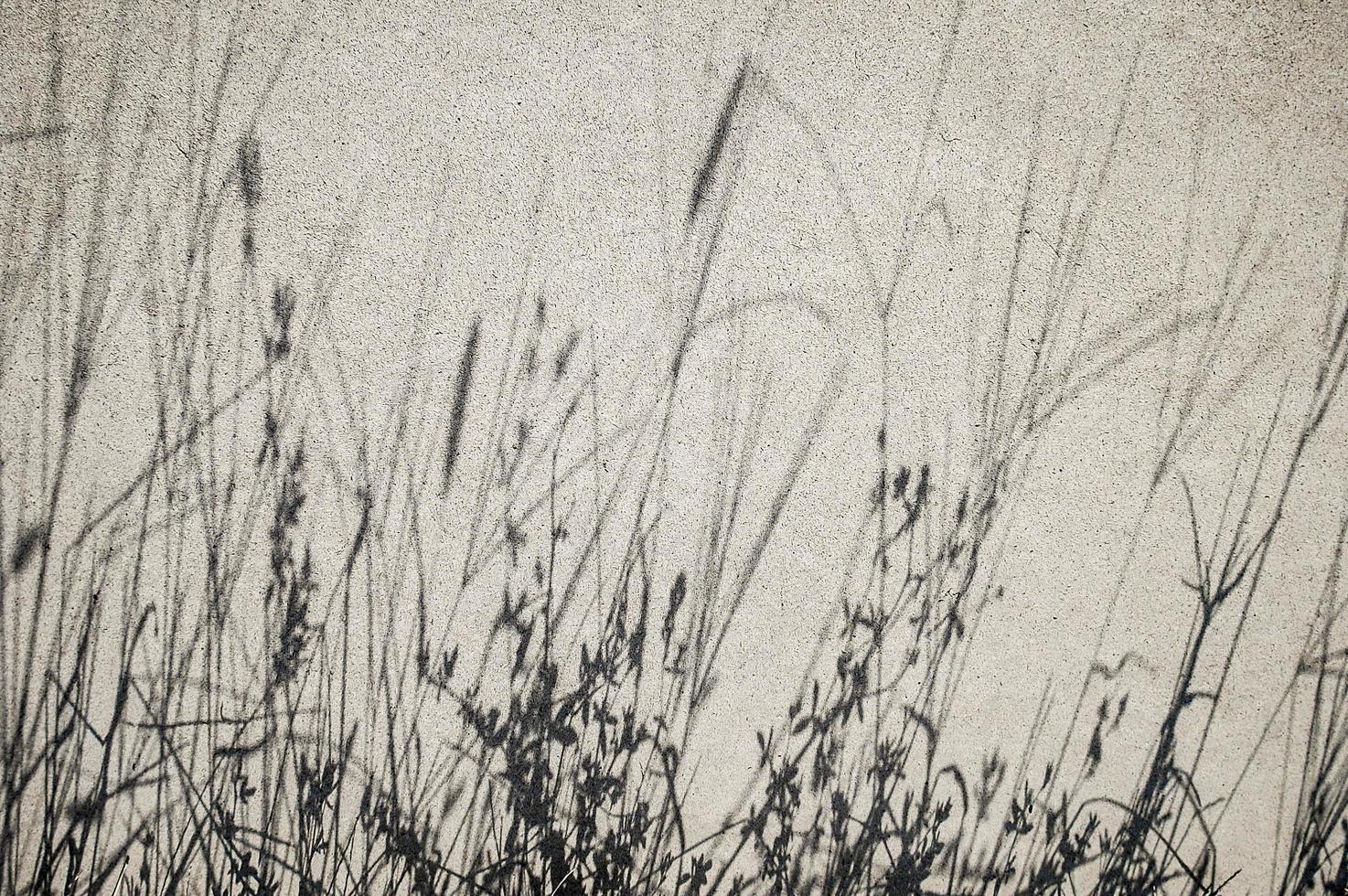 surface en béton avec ombre d'herbe photo