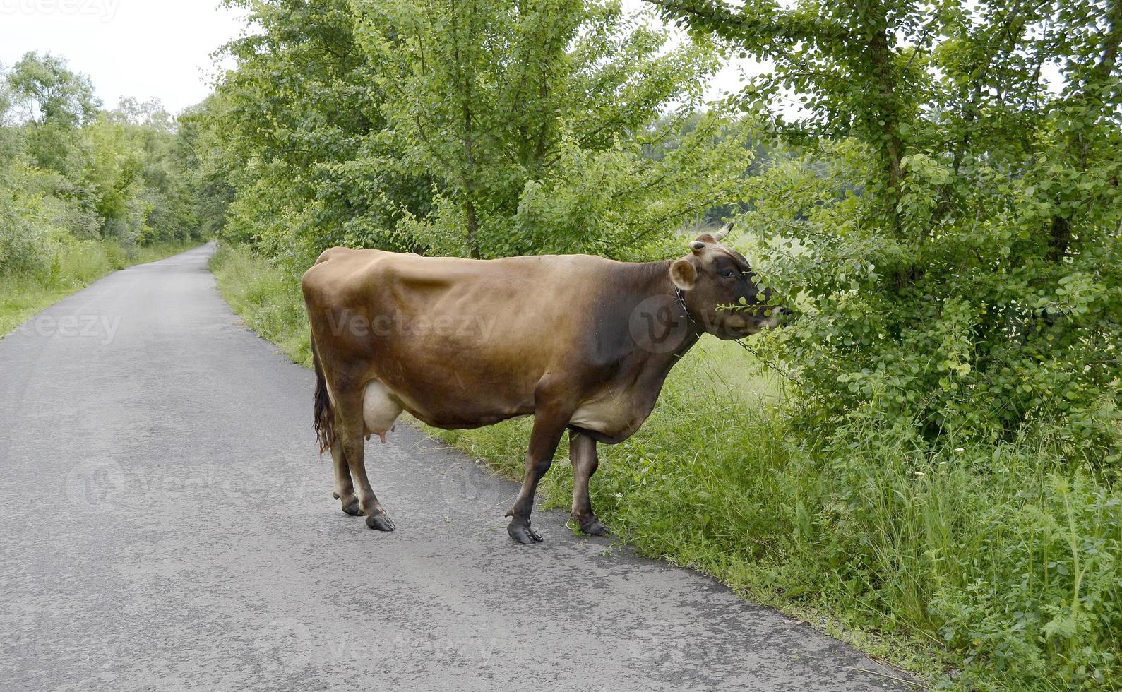 belle grosse vache à lait broute sur un pré vert photo