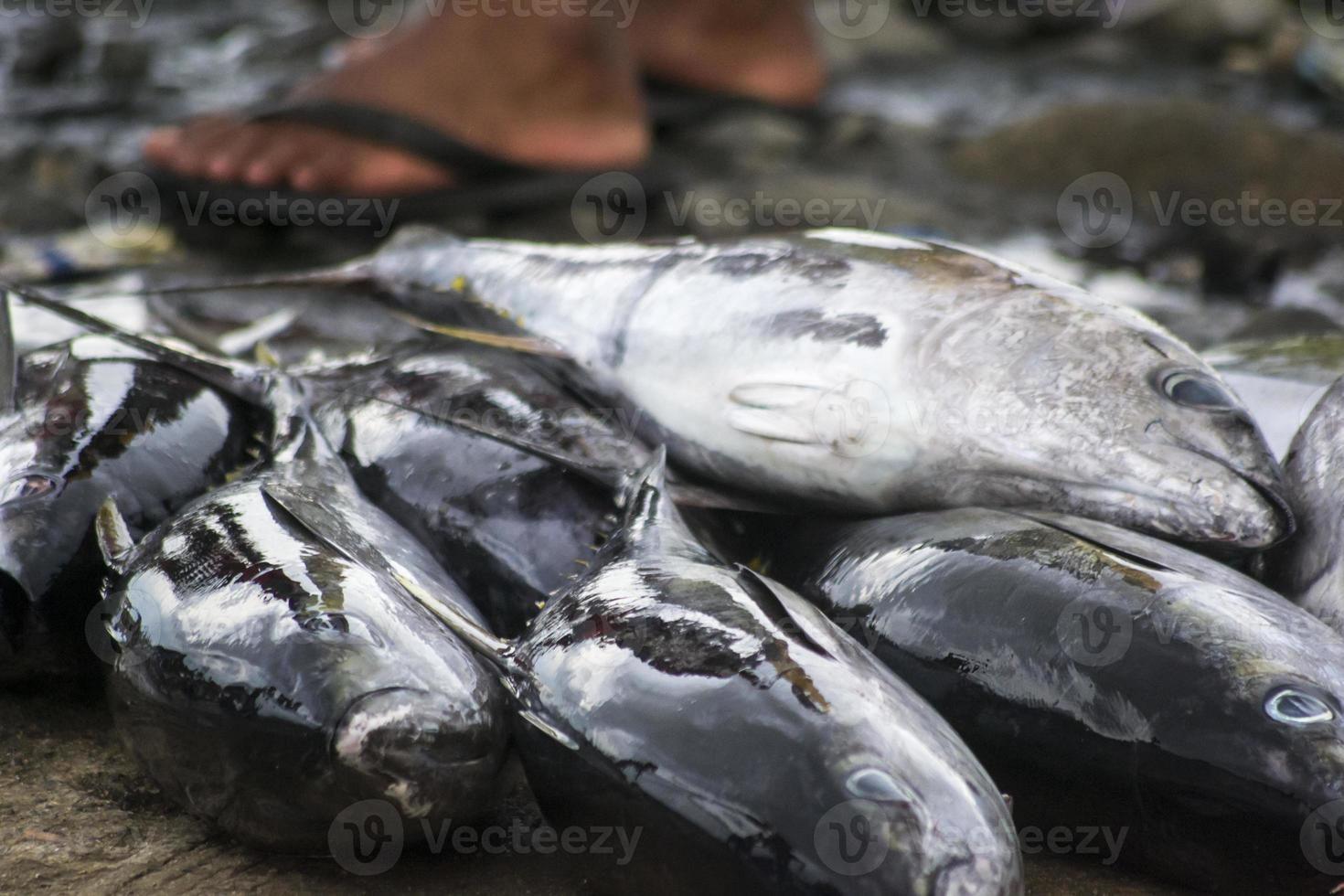 les fruits de mer crus assortis photo