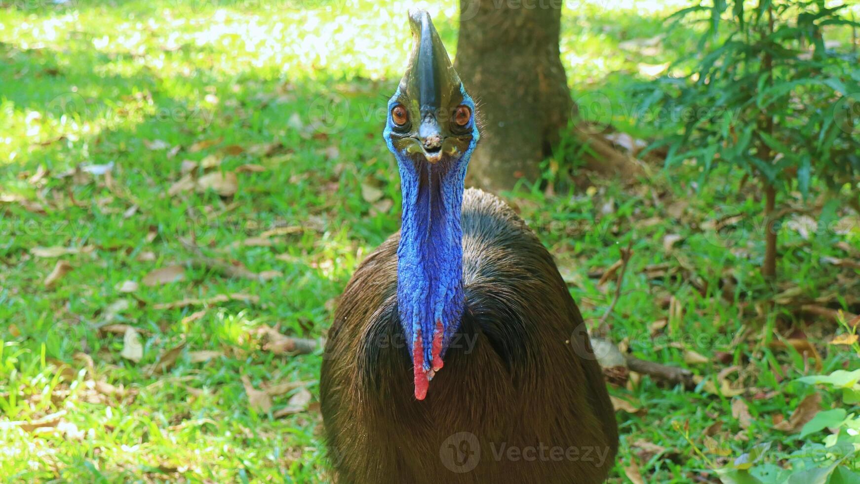 observations d'oiseaux casuari dans la nature photo