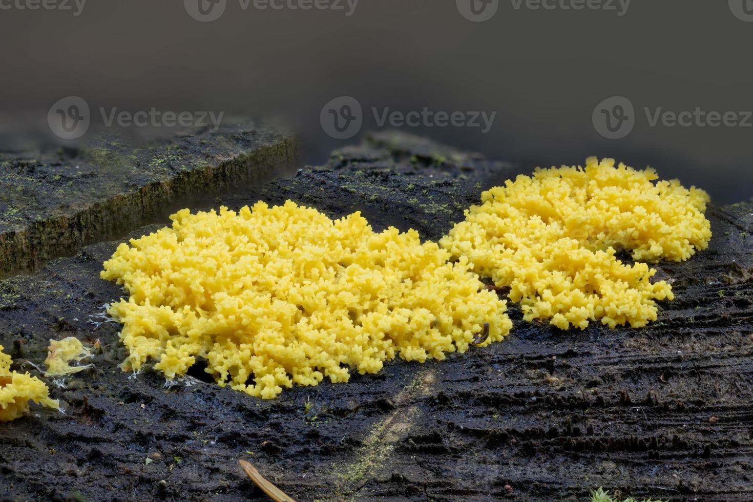 Gros plan du Fuligo septica touffeté jaune sur un tronc d'arbre en décomposition photo