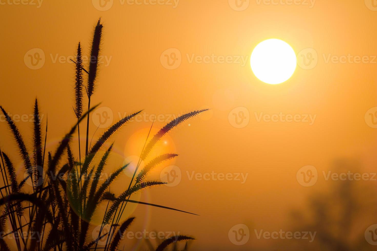 Herbe silhouette au lever du soleil avec lens flare photo